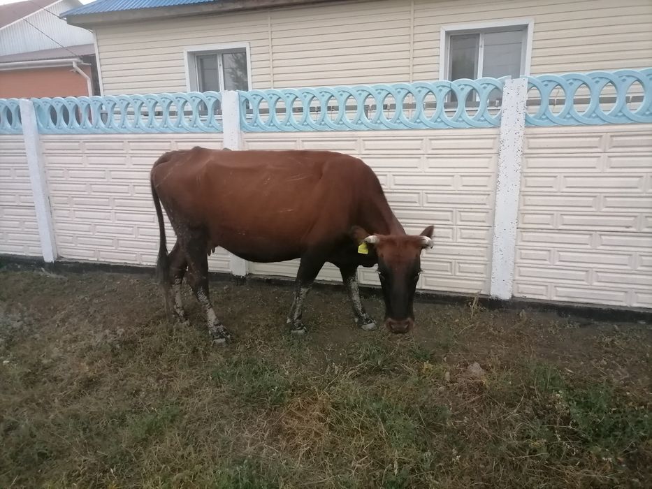 Жуас сиыр сатылады