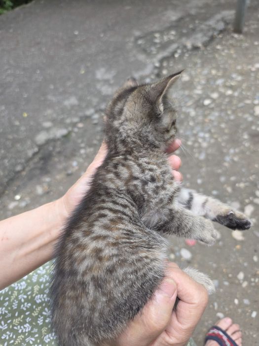 Отдам в добрые руки