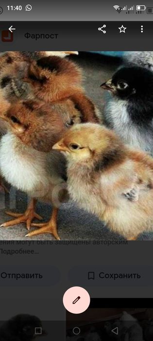 Продам цеплят Доминантов