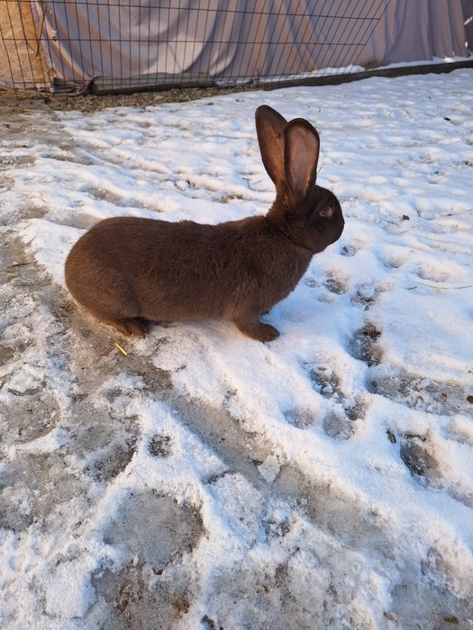 Vând iepuroi fluture german