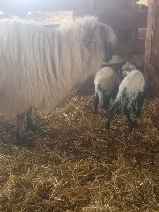 miei din doi  de vânzare