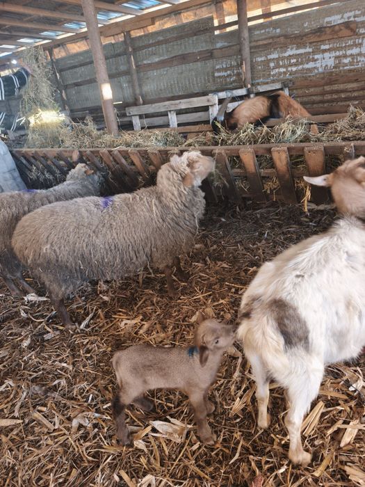 Vând oi cu miei ,tinere