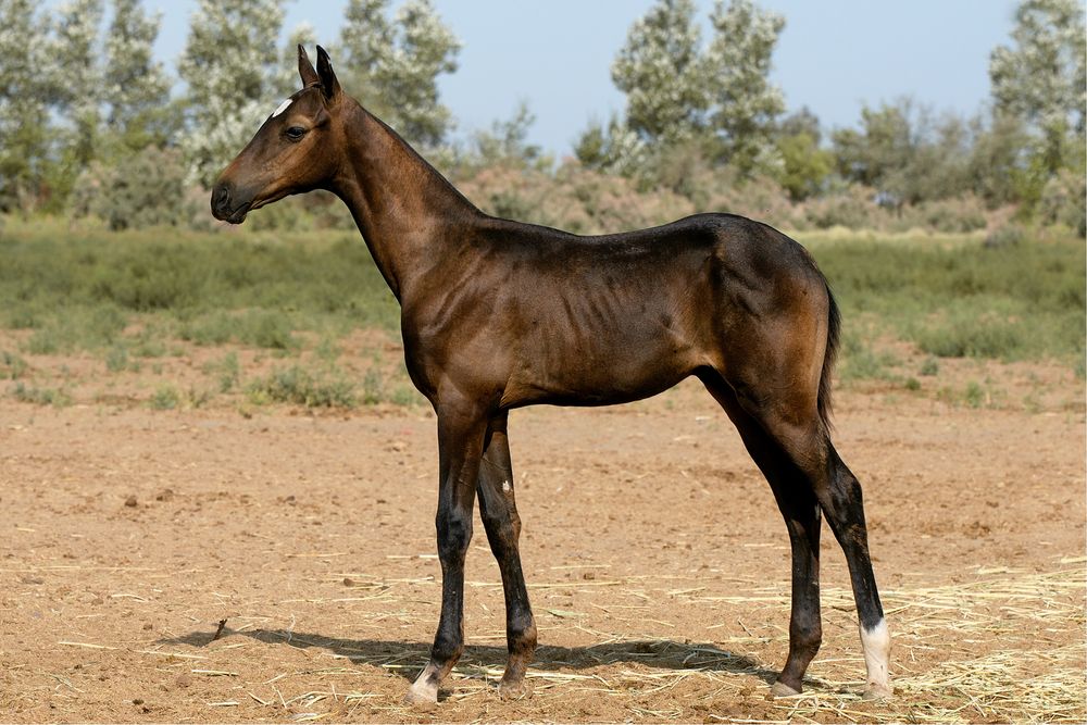Ахалтекинские жеребята