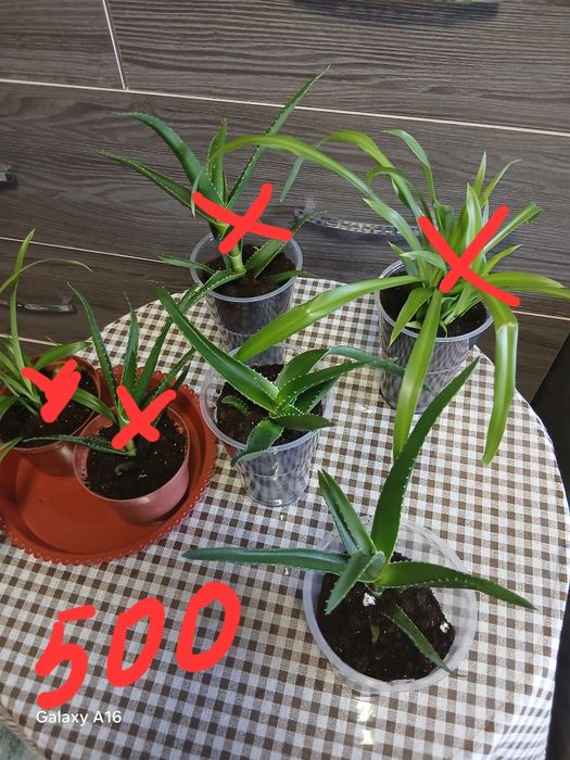 Продам домашние цветы