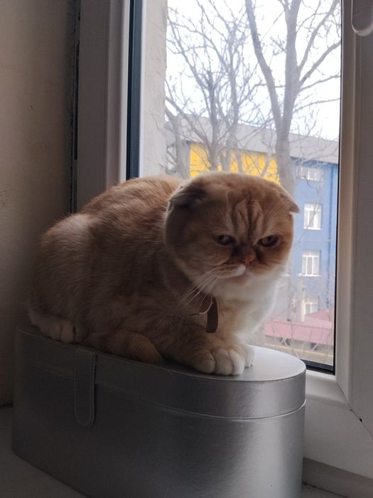 Американская вислаухоя