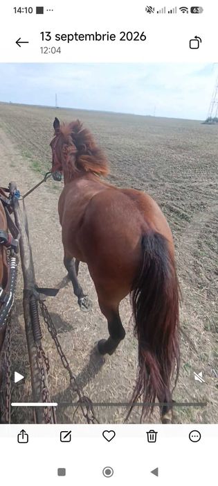 Vând mânză de 9 luni. Detalii la telefon 0736078151