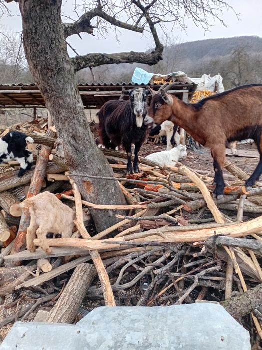 Vând capre fără ied