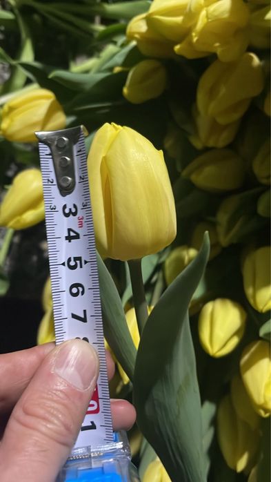 Крупные Тюльпаны Петропавловск