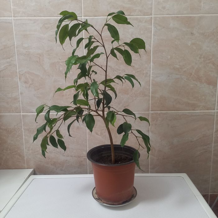 Комнатние растения