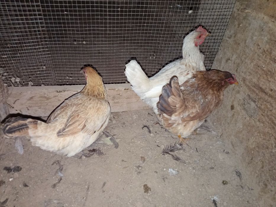 Уй товуклар сотилади нархи 100.000 сум килиштирип берамиз