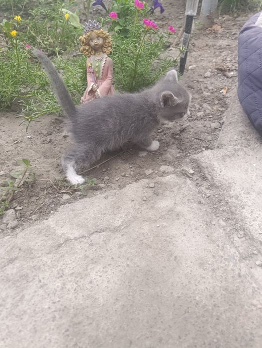 Отдам котят в хорошие руки.