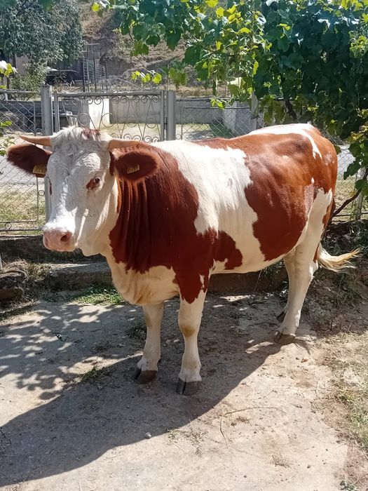 Vițea bălțată românească gestantă în 6 luni