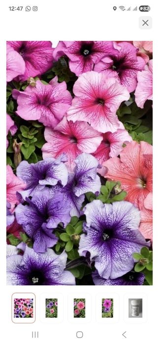 Продам цветы тепличные, большой ассорьимент