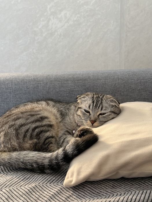 Шотландская вислоухая кошка