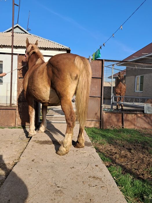 Буаз бие сатылады