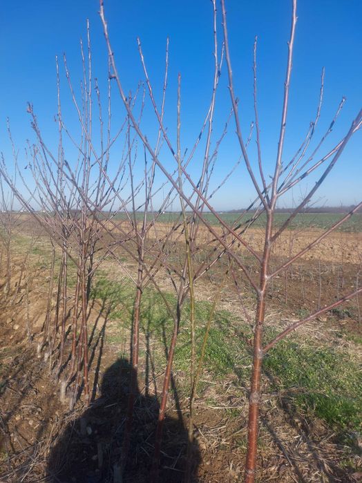 Cireși Carmen câmpul III, coroană formată