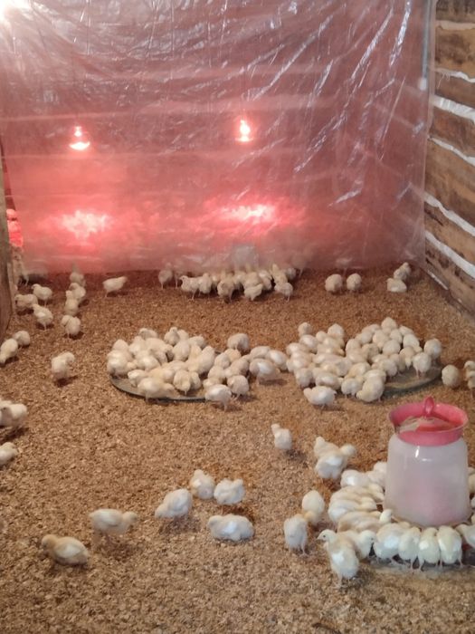 Цеплята бролер домашний.