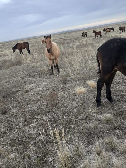Жабағы, тай, биелер сатылады
