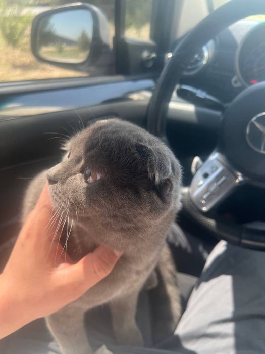 scottish fold mushugi uyda boqilgan 7 oylik juda zor mushuk