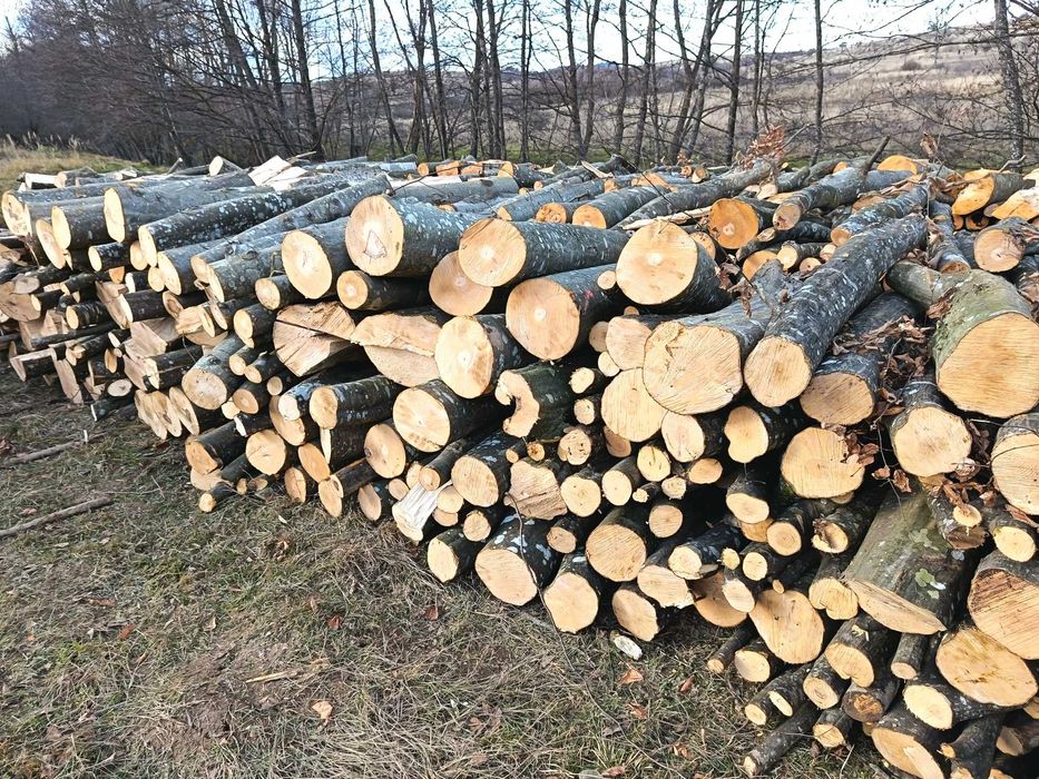 Lemn de foc fag, esență tare