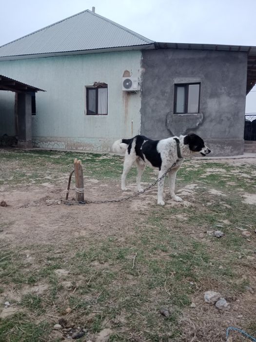 Алабай 1,5 жасар еркек