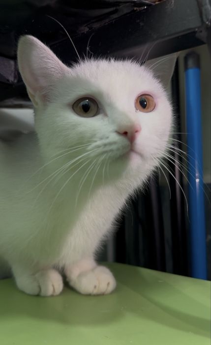 8 месяная кошка ищет дом