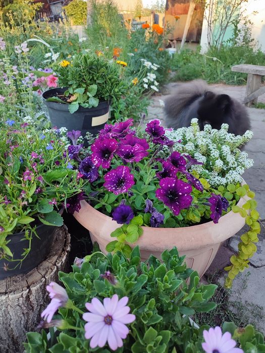 Продаю дачу на Федоровке