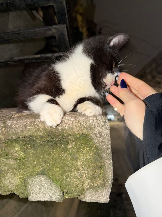 осинови пухкаво котенце