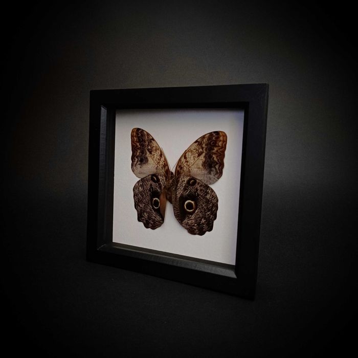 Истинска пеперуда в рамка , Уникален подарък , Препарирани пеперуди
