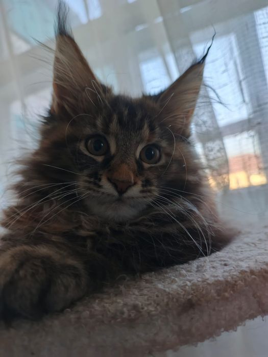 Котята Мейн Куны