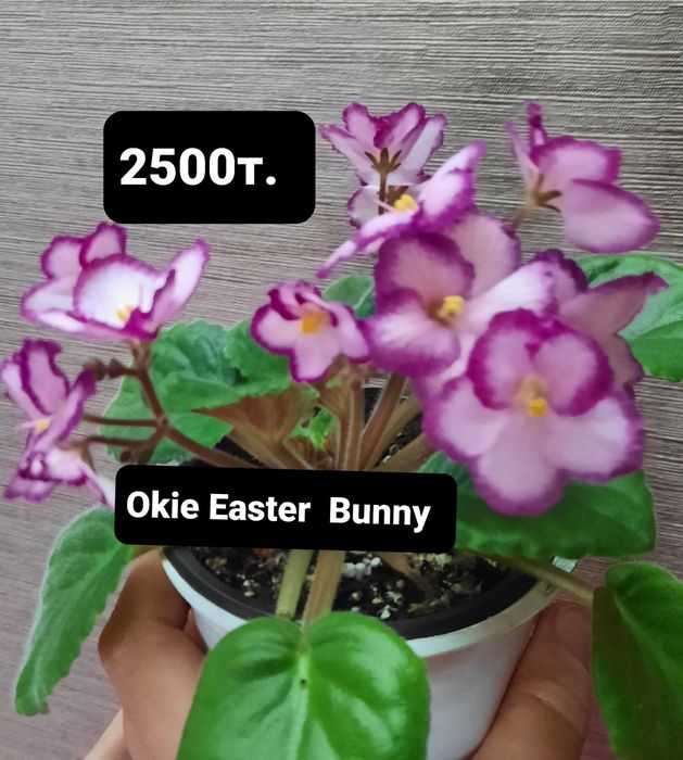 Продам цветущие фиалки