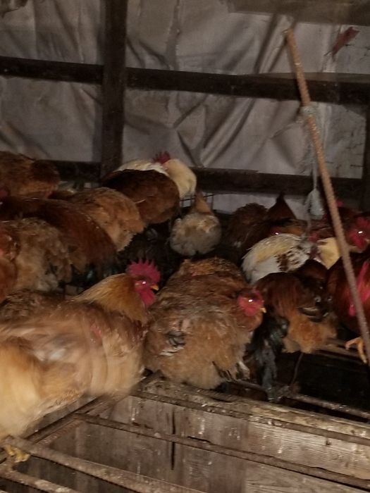 Gaini de casa de vanzare