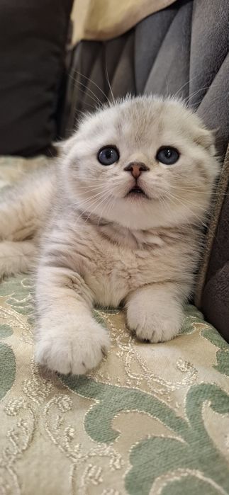 Чистокровные котята скоттиш фолд