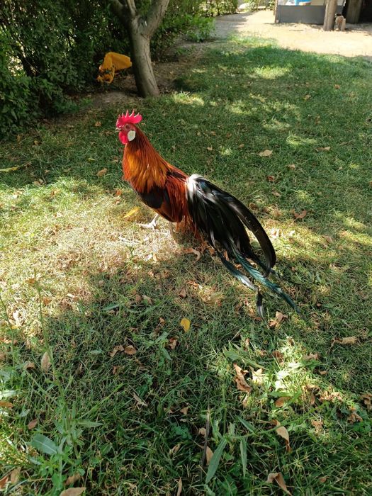 Фениксы (стандарт)