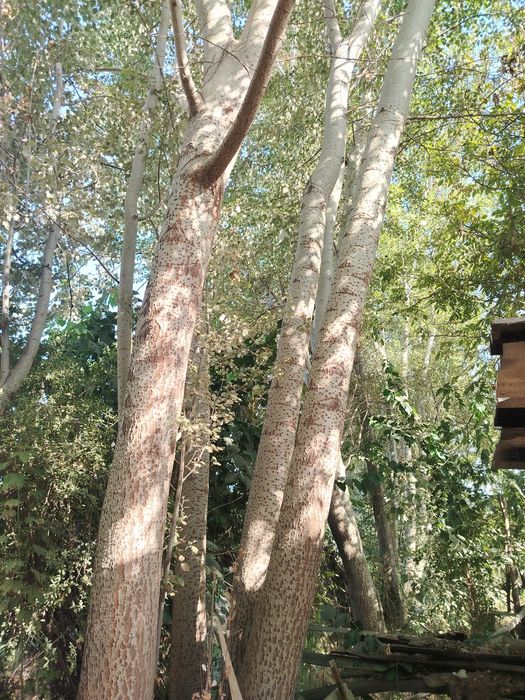 Бака терак сотилади