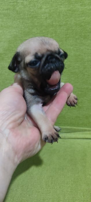 Продам щенка Мопса