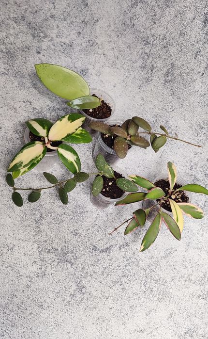 Хойи Караганда , наборы хой