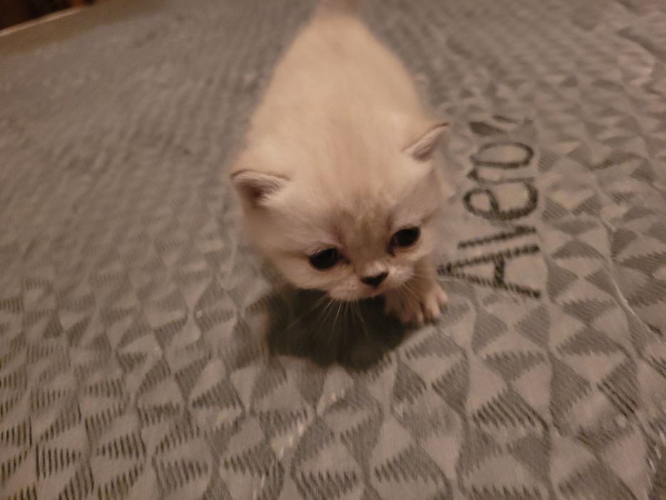 Продаются милые британские котята