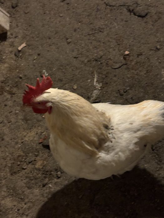 Продаеться петух белый ему всего год