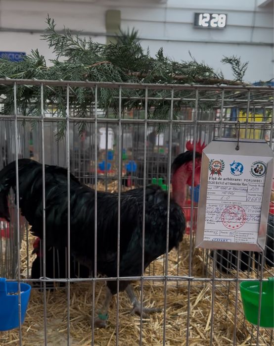 Ouă incubat  Gât Golaș de Transilvania