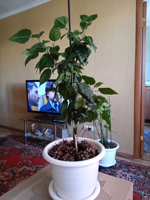 Продаю комнатные цветы