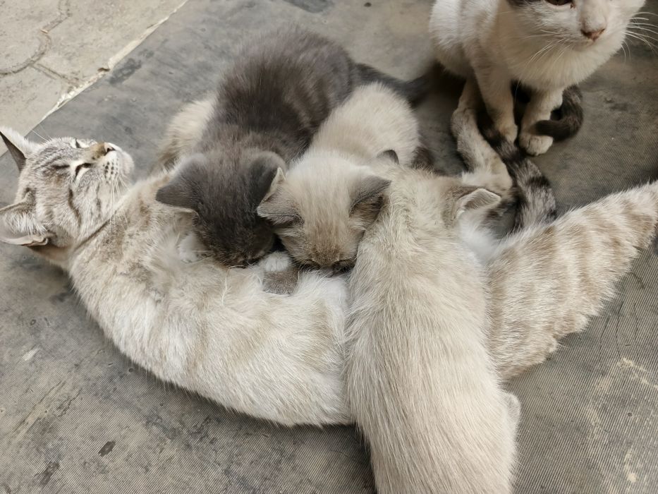 Qisqa sochli yoqimli rus qoramagiz