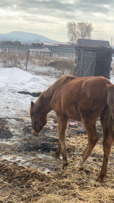 Продается  кабыла и жабагы