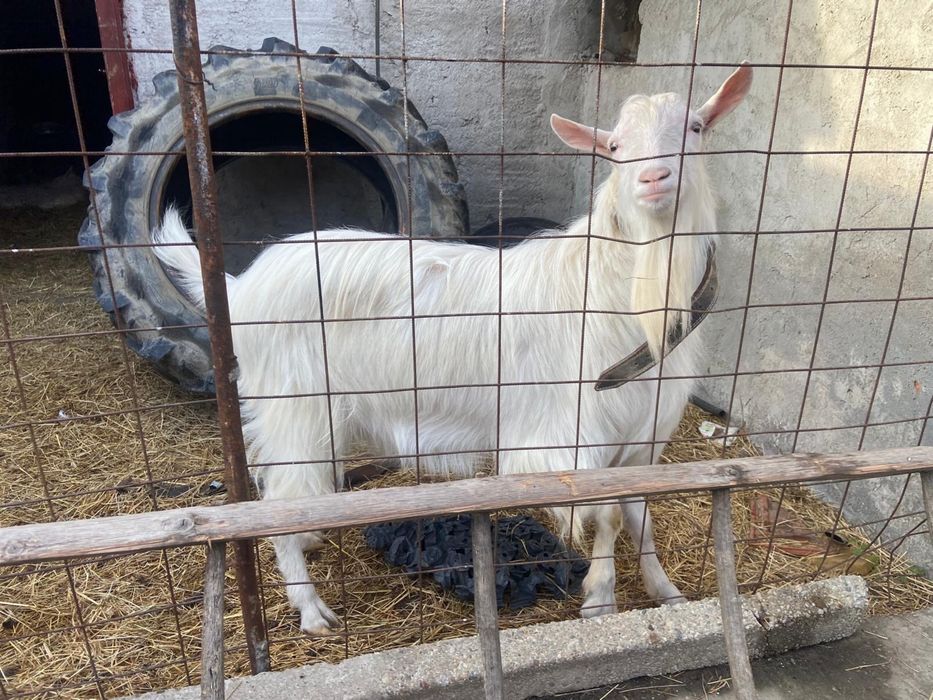 Tap reproducător 2 ani, Alpine/Saanen, foarte bun, iezi viguroși