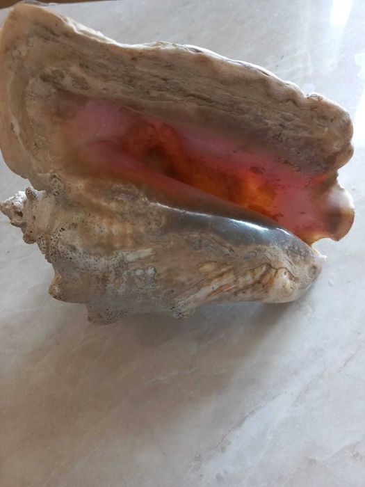 Продам  морскую ракушку