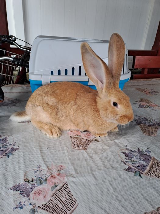 Urias german galben si negru