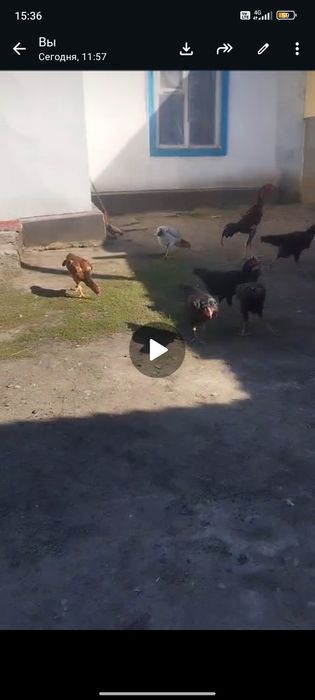 Продам даканов чистых