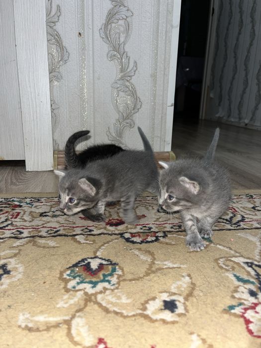 Мысық, кішкентай