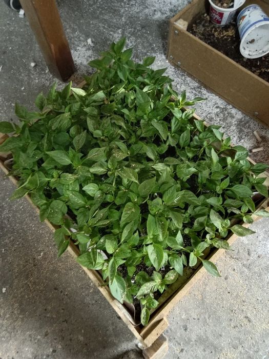 Продам рассады разные сорты