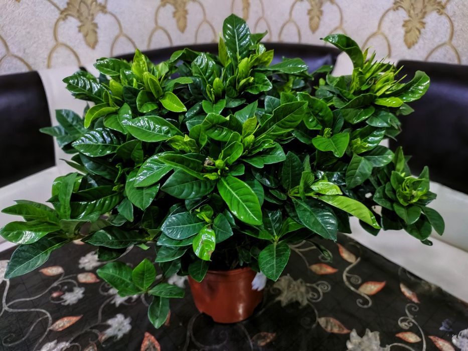 Подарки для близких. Доставка